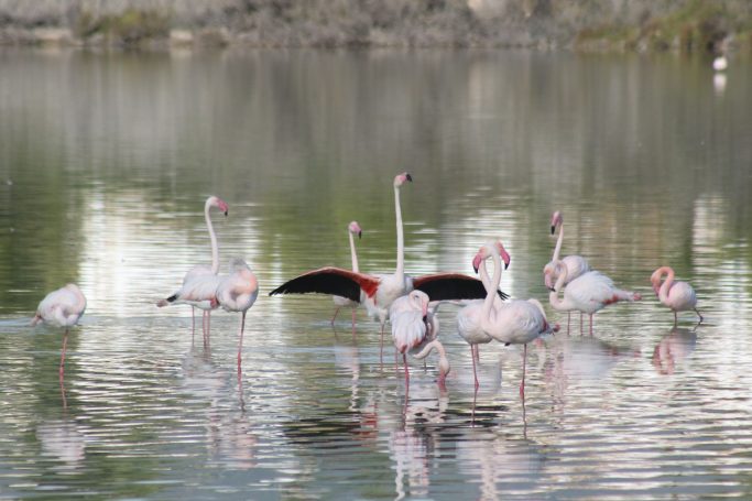 Flamingos of Spain