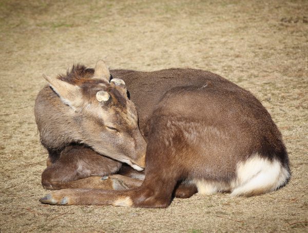 Deer of Nara, Japan