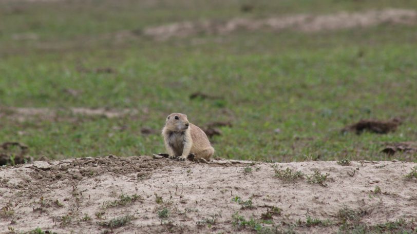 Prarie Dogs of Roosevelt National Park, USA