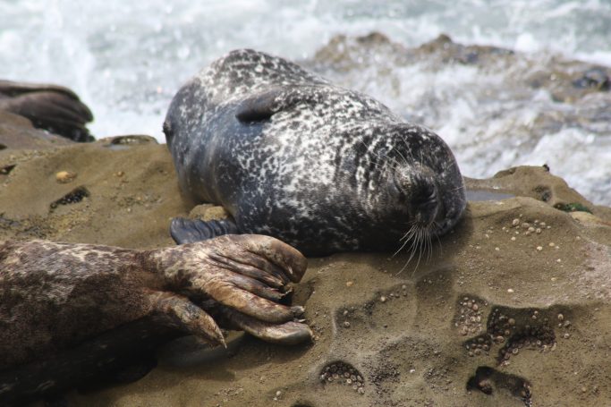 Seals of La Jolla, California, USA