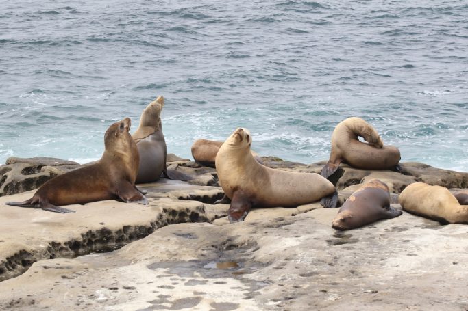 Sea Lions of La Jolla, California, USA