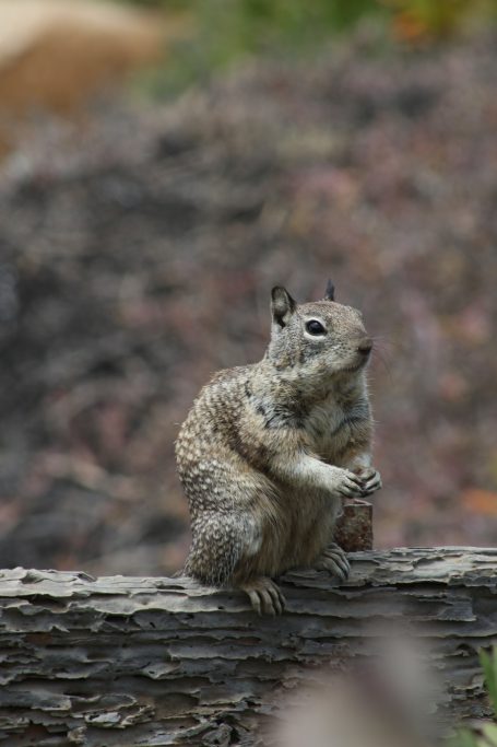 Squirrel of Yosemite, California, USA