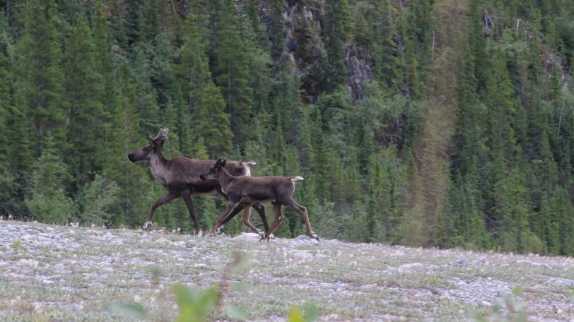 Elk of Banff National Park, Canada
