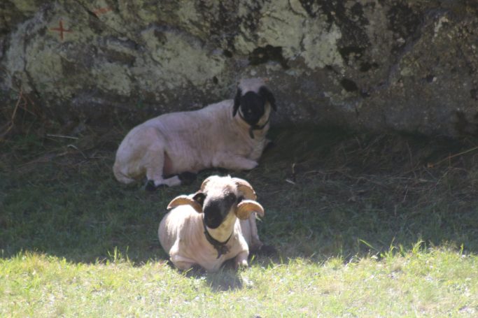 Sheep of Switzerland