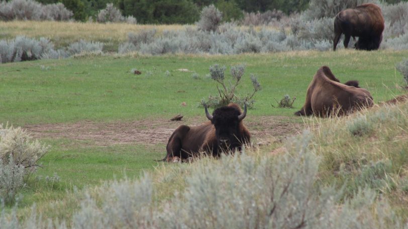 Buffalo of Roosevelt National Park, USA