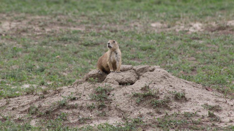 Prarie Dogs of Roosevelt National Park, USA