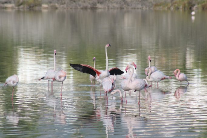 Flamingos of Spain