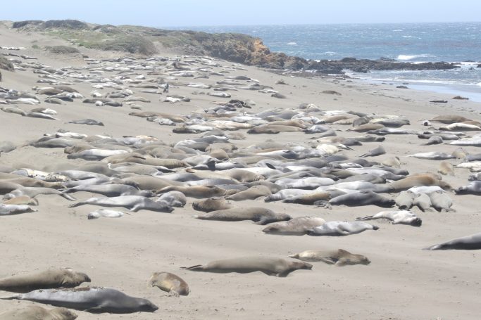 Elephant Seals of Hwy 1, California, USA