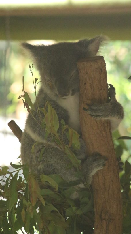 Koala of Brisbane, Australia