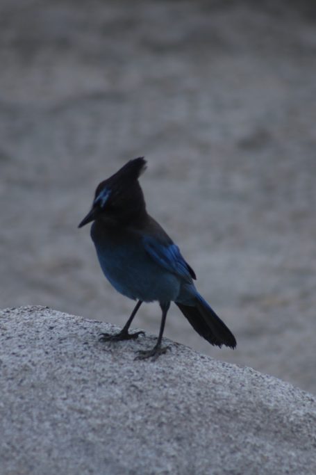 Blue Jay of Yosemite, California, USA