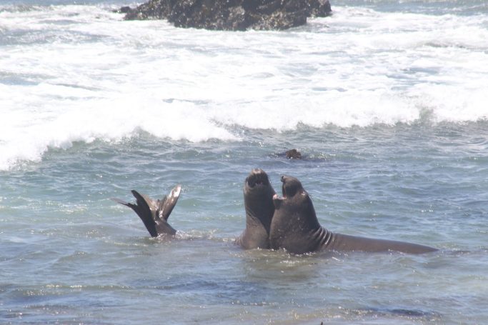 Elephant Seals of Hwy 1, California, USA