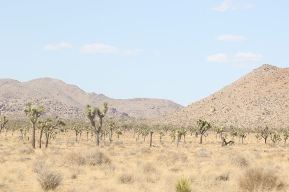 Joshua Tree, California, USA