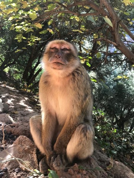Monkeys of Morocco