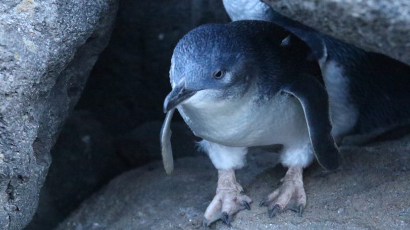 Penguin of Melbourne, Australia