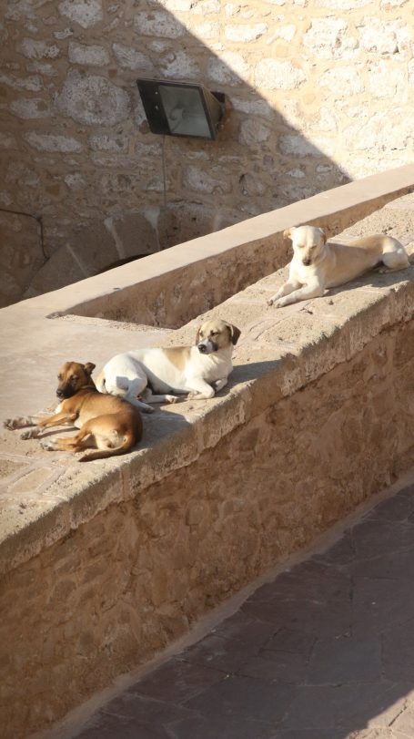 Dogs of Morocco