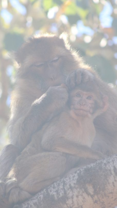 Monkeys of Morocco