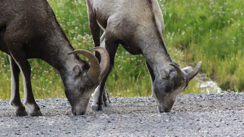 Big Horn Sheep of Banff National Park