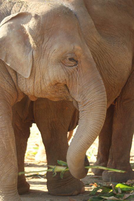Elephants of Thailand