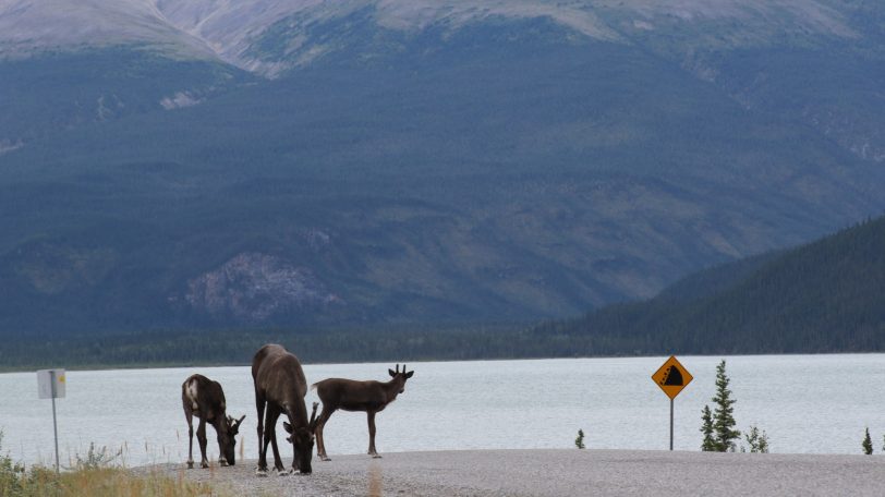 Elk of Banff National Park, Canada