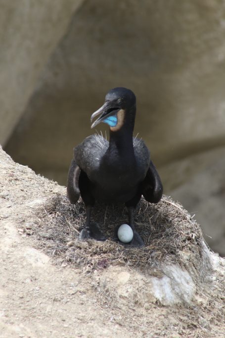Blue Footed Booby f La Jolla, California, USA