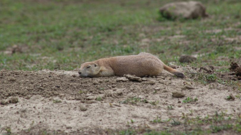 Prarie Dogs of Roosevelt National Park, USA