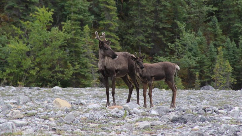 Elk of Banff National Park, Canada